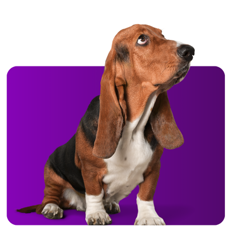 Animais de Estimação